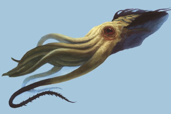 Kraken whitenet sliv php