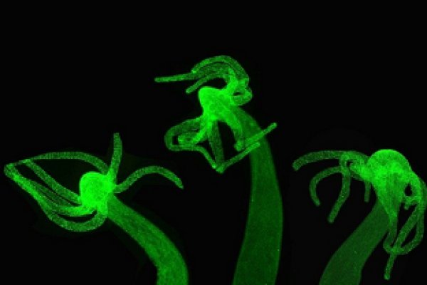 Kraken площадка