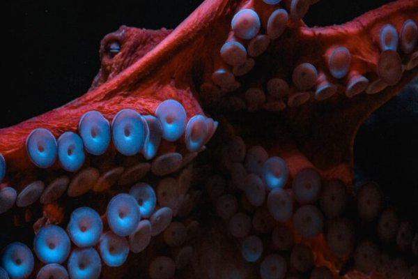 Kraken 11at